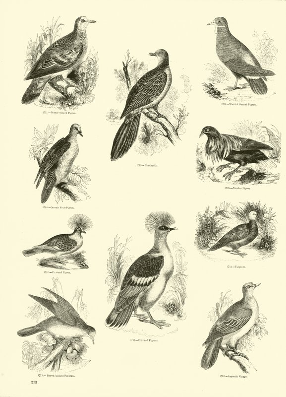 Side fra The Pictorial Museum of Animated Nature av English School