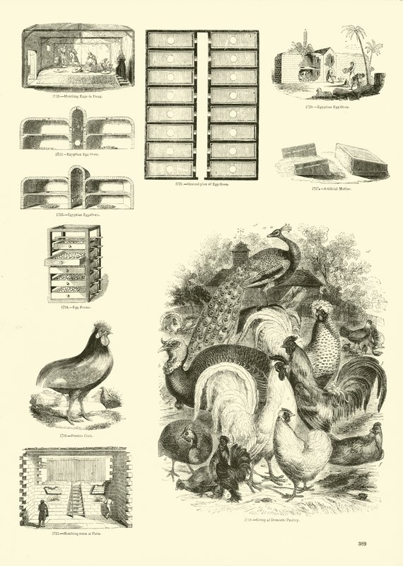 Side fra The Pictorial Museum of Animated Nature av English School