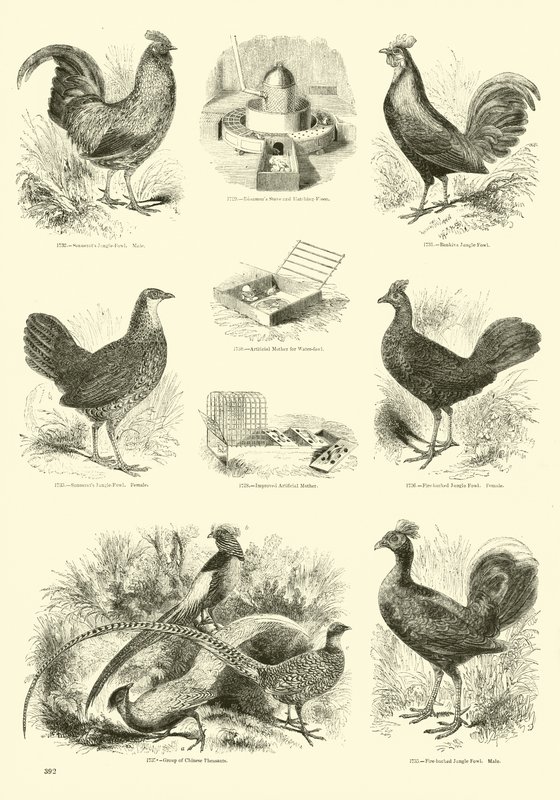 Side fra The Pictorial Museum of Animated Nature av English School