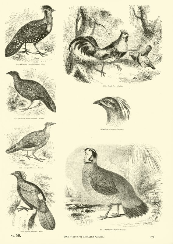 Side fra The Pictorial Museum of Animated Nature av English School