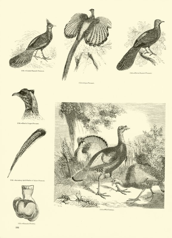 Side fra The Pictorial Museum of Animated Nature av English School