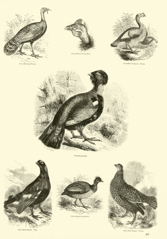 Side fra The Pictorial Museum of Animated Nature av English School