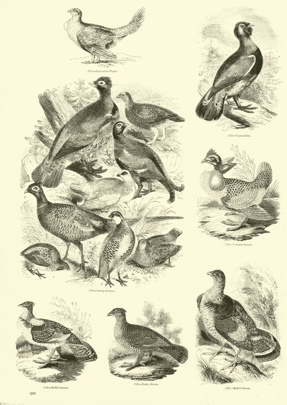 Side fra The Pictorial Museum of Animated Nature av English School