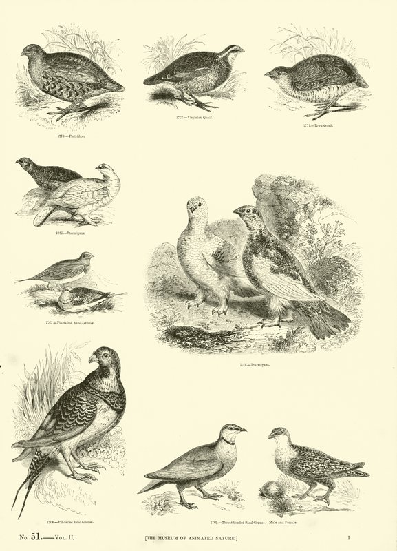 Side fra The Pictorial Museum of Animated Nature av English School