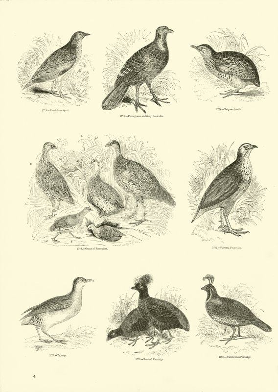 Side fra The Pictorial Museum of Animated Nature av English School