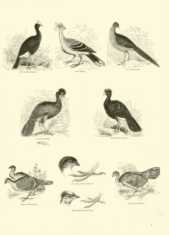 Side fra The Pictorial Museum of Animated Nature av English School