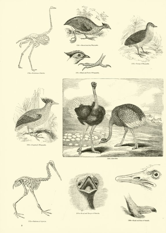 Side fra The Pictorial Museum of Animated Nature av English School