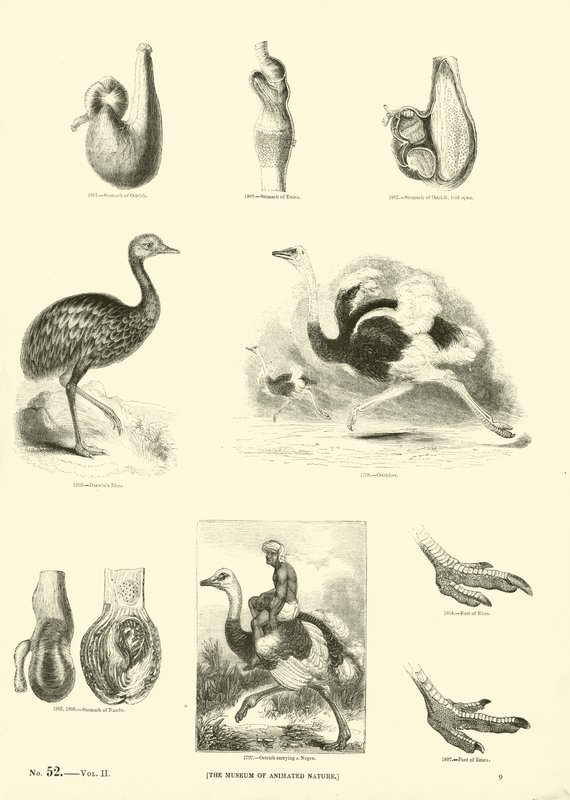 Side fra The Pictorial Museum of Animated Nature av English School