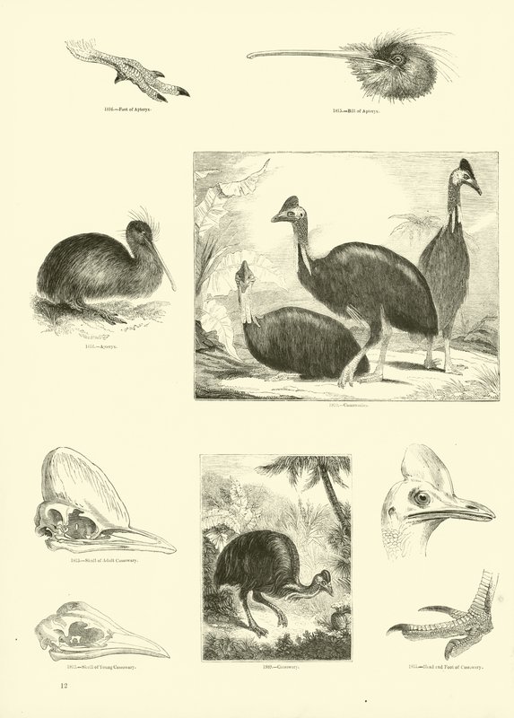 Side fra The Pictorial Museum of Animated Nature av English School