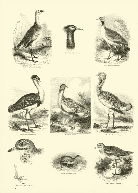 Side fra The Pictorial Museum of Animated Nature av English School
