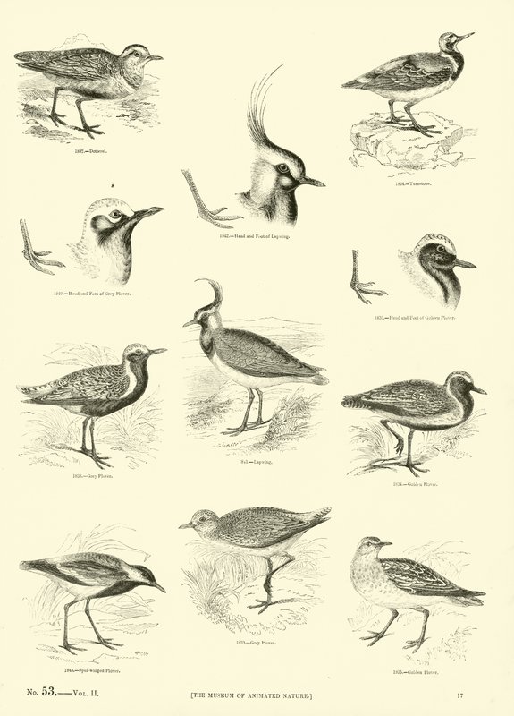 Side fra The Pictorial Museum of Animated Nature av English School