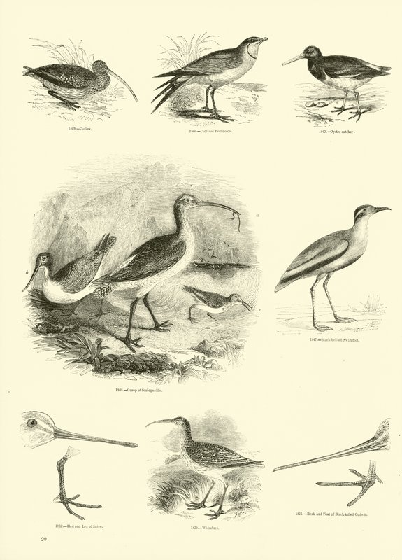 Side fra The Pictorial Museum of Animated Nature av English School