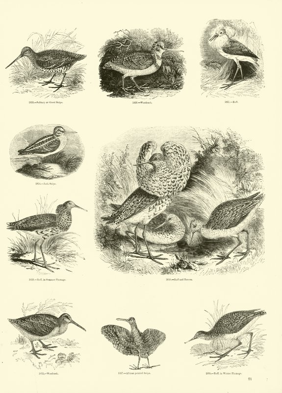 Side fra The Pictorial Museum of Animated Nature av English School