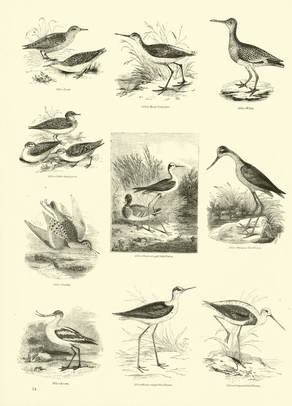 Side fra The Pictorial Museum of Animated Nature av English School