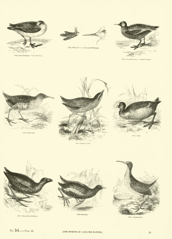 Side fra The Pictorial Museum of Animated Nature av English School