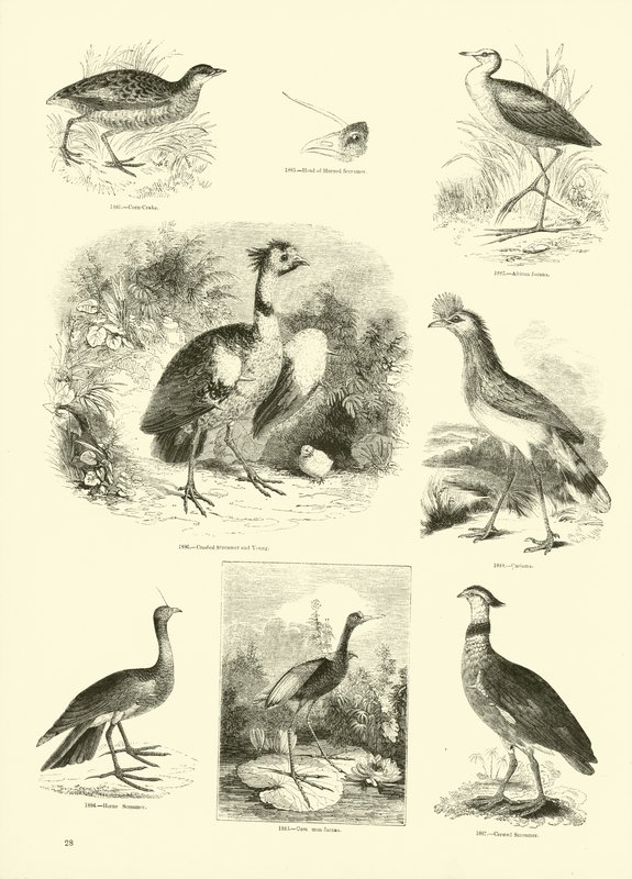 Side fra The Pictorial Museum of Animated Nature av English School