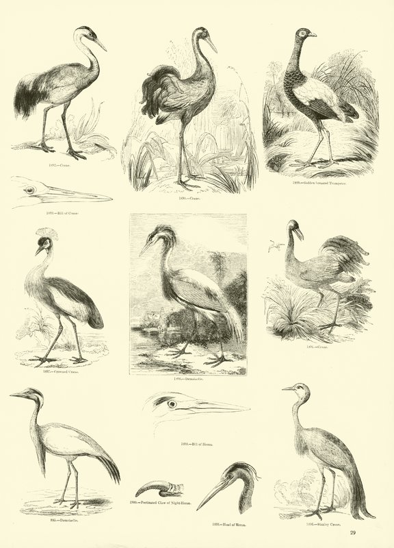 Side fra The Pictorial Museum of Animated Nature av English School