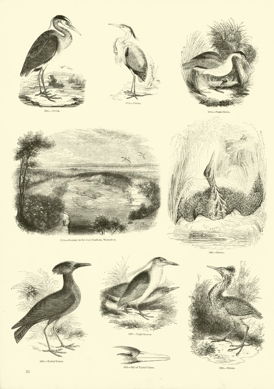 Side fra The Pictorial Museum of Animated Nature av English School