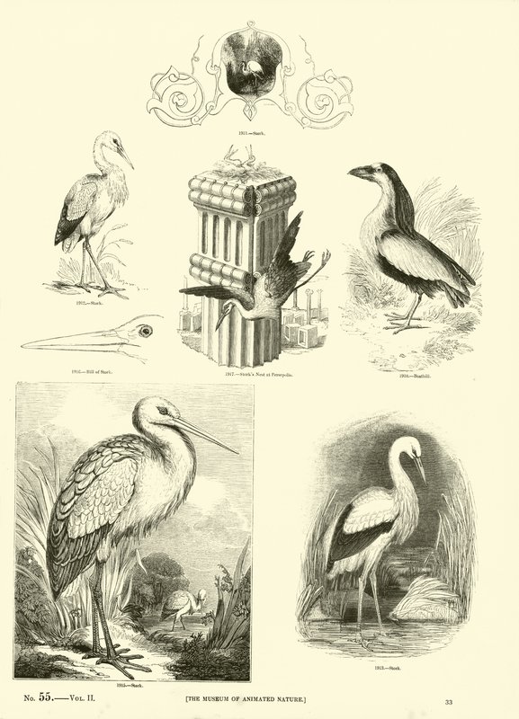Side fra The Pictorial Museum of Animated Nature av English School