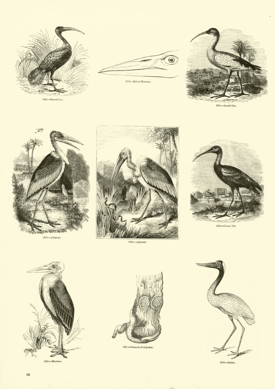 Side fra The Pictorial Museum of Animated Nature av English School