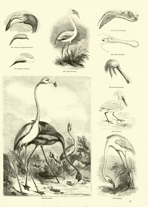 Side fra The Pictorial Museum of Animated Nature av English School