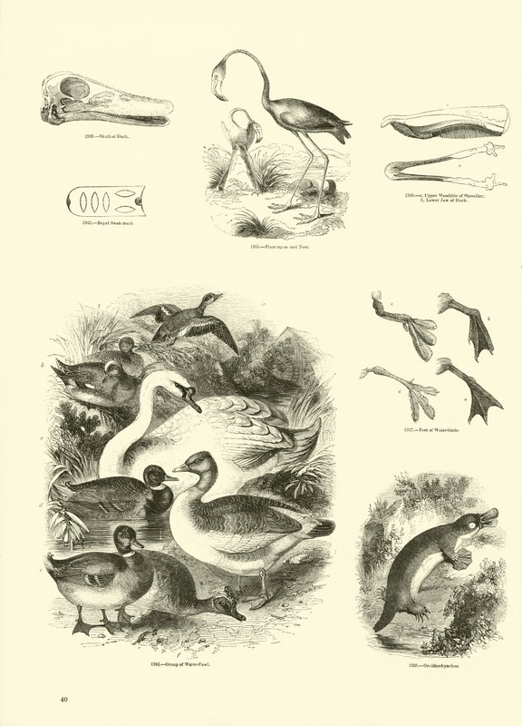 Side fra The Pictorial Museum of Animated Nature av English School