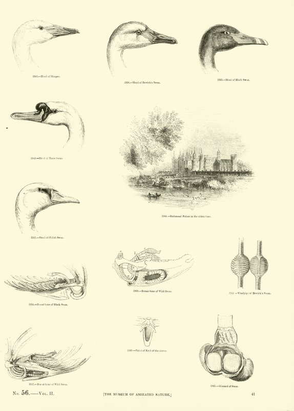 Side fra The Pictorial Museum of Animated Nature av English School