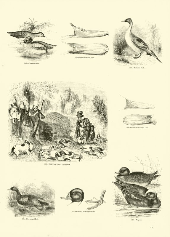 Side fra The Pictorial Museum of Animated Nature av English School