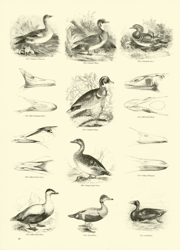 Side fra The Pictorial Museum of Animated Nature av English School
