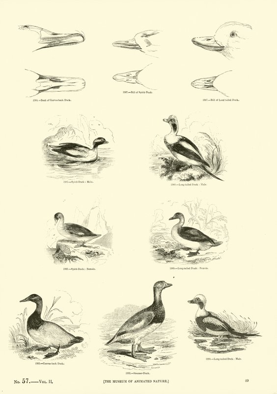 Side fra The Pictorial Museum of Animated Nature av English School