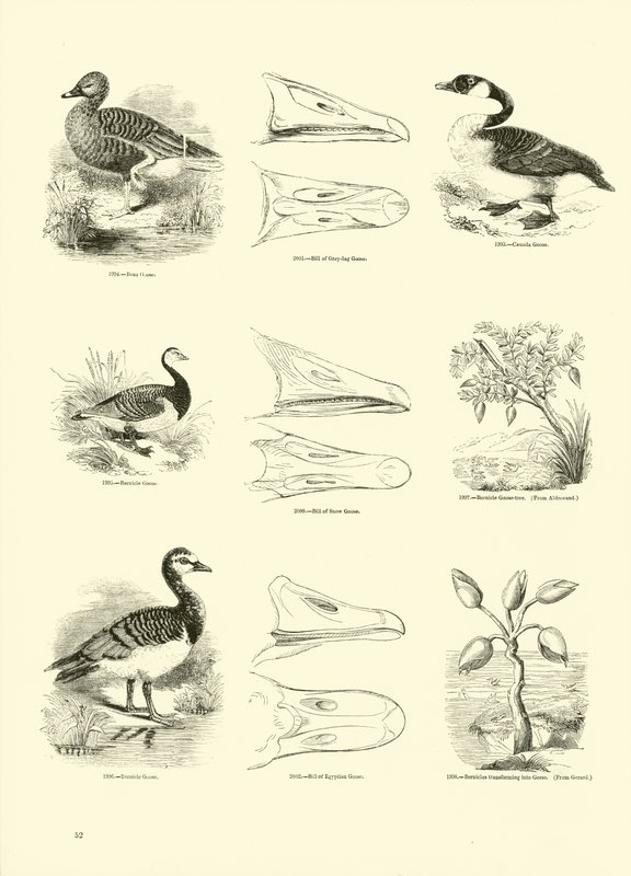 Side fra The Pictorial Museum of Animated Nature av English School