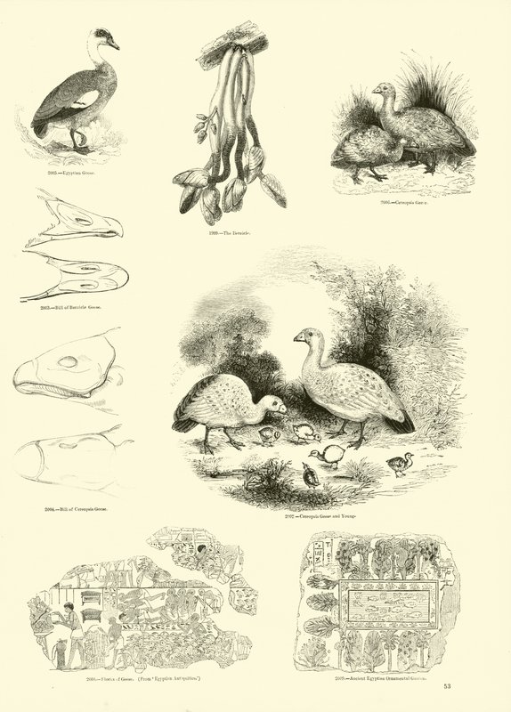 Side fra The Pictorial Museum of Animated Nature av English School