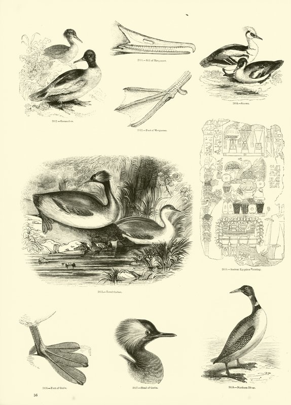 Side fra The Pictorial Museum of Animated Nature av English School