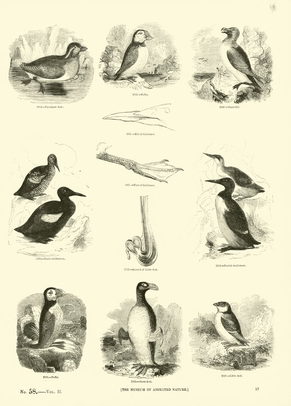 Side fra The Pictorial Museum of Animated Nature av English School