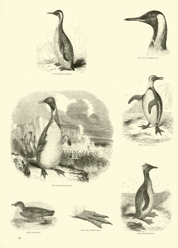 Side fra The Pictorial Museum of Animated Nature av English School
