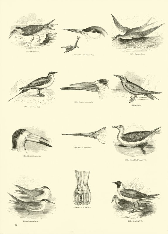Side fra The Pictorial Museum of Animated Nature av English School