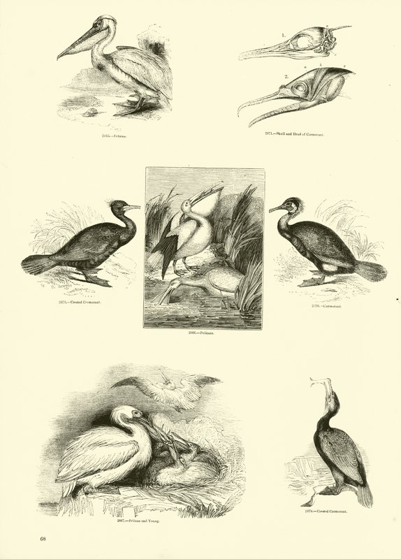 Side fra The Pictorial Museum of Animated Nature av English School