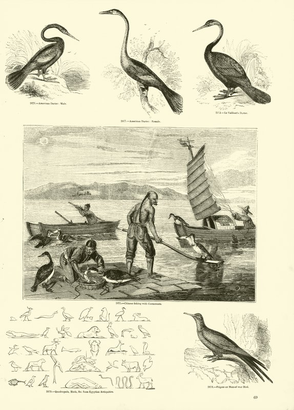 Side fra The Pictorial Museum of Animated Nature av English School