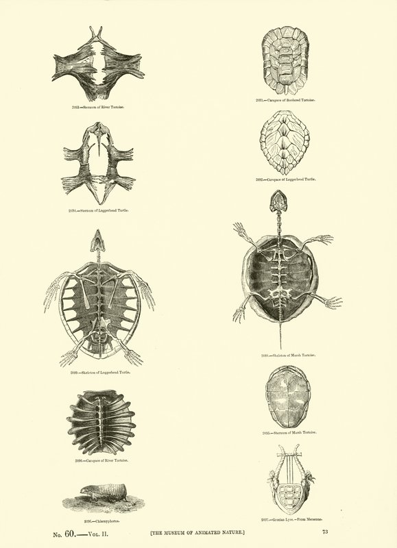 Side fra The Pictorial Museum of Animated Nature av English School