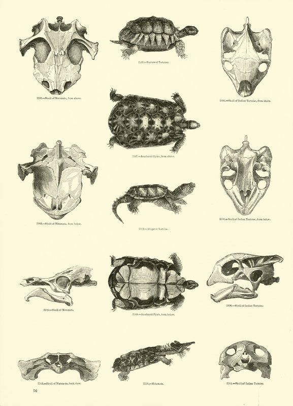 Side fra The Pictorial Museum of Animated Nature av English School