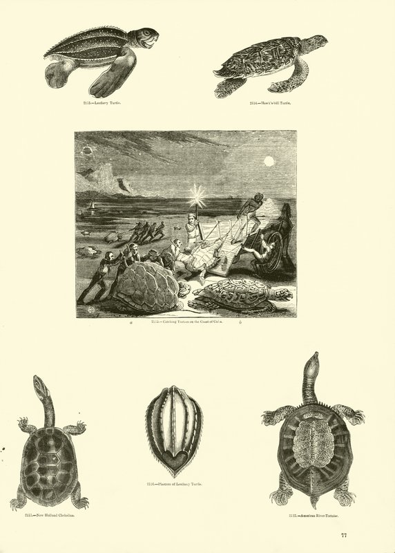 Side fra The Pictorial Museum of Animated Nature av English School