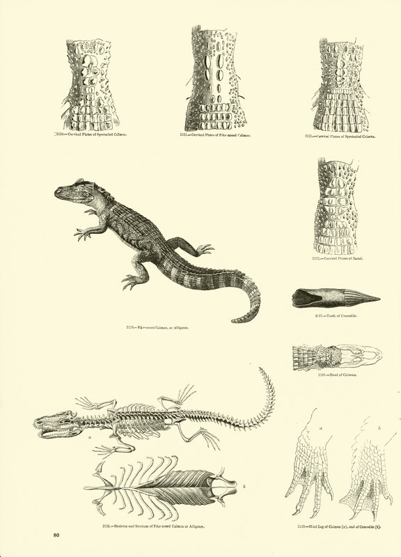 Side fra The Pictorial Museum of Animated Nature av English School