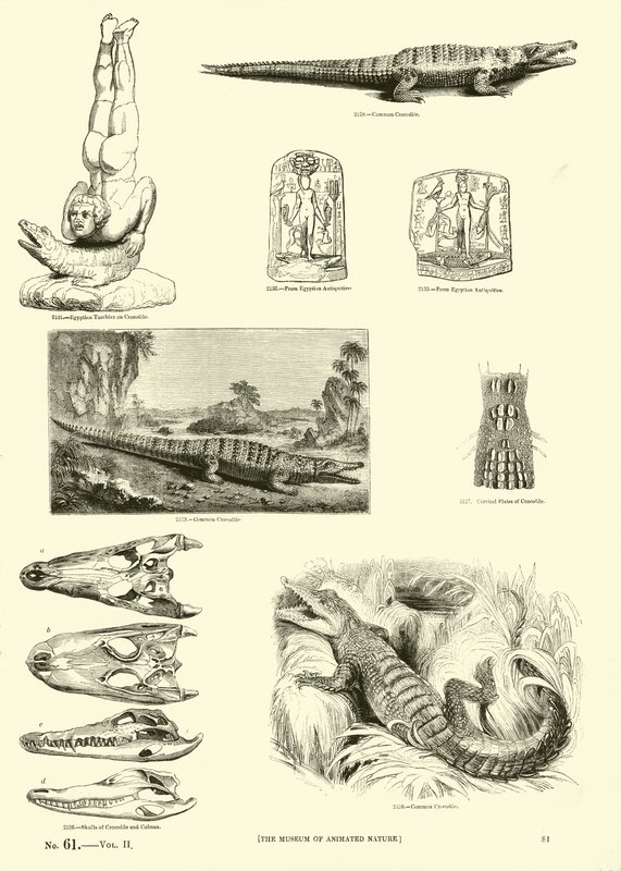 Side fra The Pictorial Museum of Animated Nature av English School