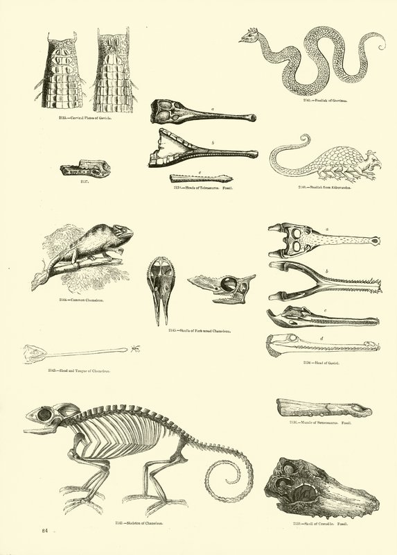 Side fra The Pictorial Museum of Animated Nature av English School
