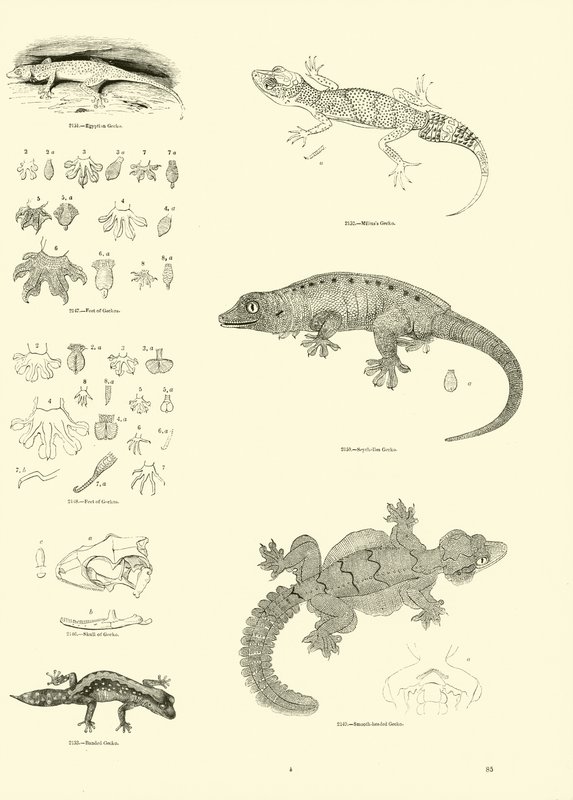 Side fra The Pictorial Museum of Animated Nature av English School
