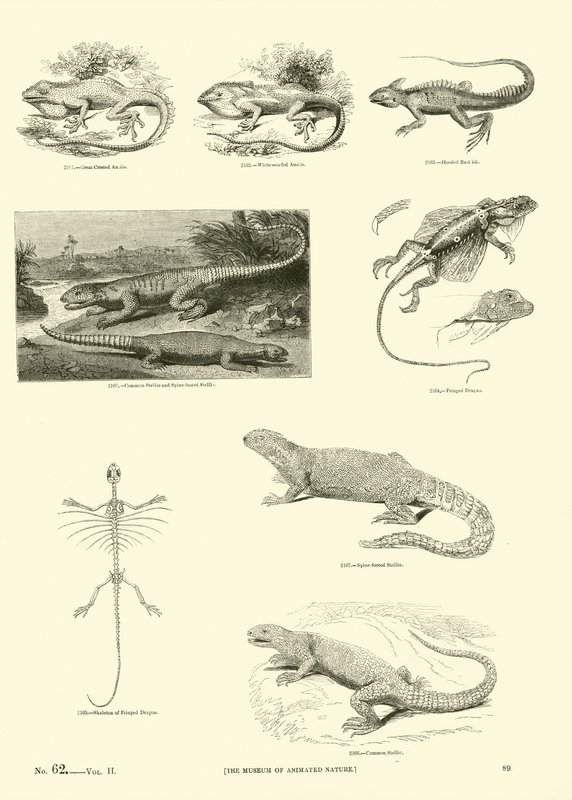 Side fra The Pictorial Museum of Animated Nature av English School