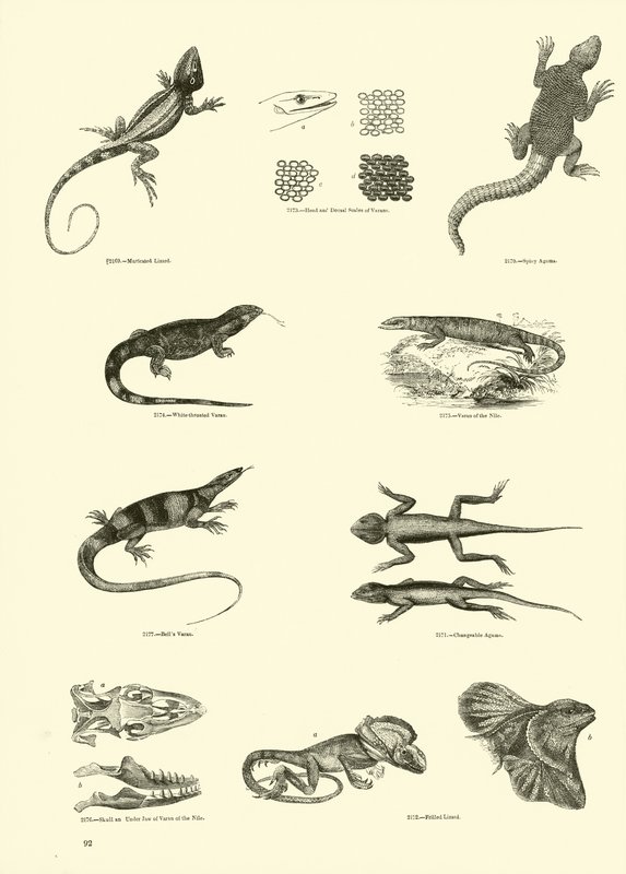 Side fra The Pictorial Museum of Animated Nature av English School