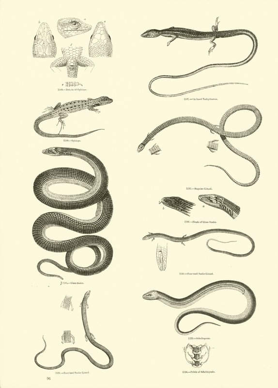 Side fra The Pictorial Museum of Animated Nature av English School
