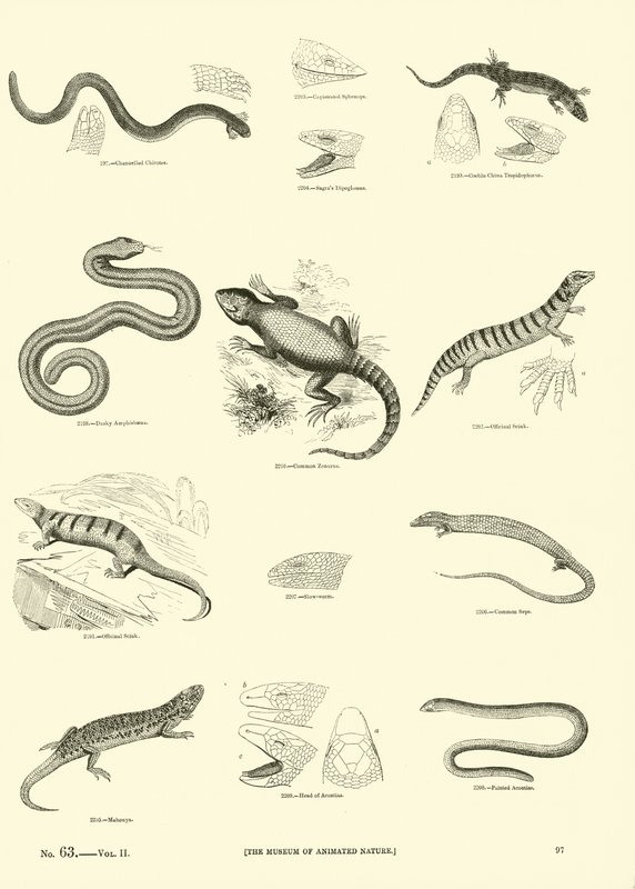 Side fra The Pictorial Museum of Animated Nature av English School