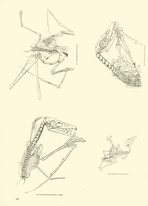 Side fra The Pictorial Museum of Animated Nature av English School